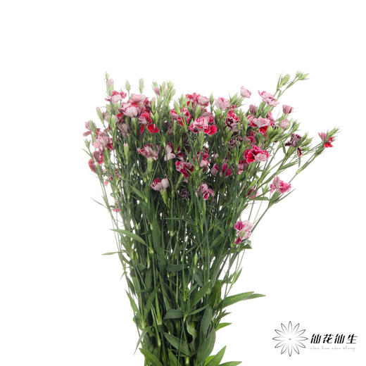 配花 | 重瓣相思梅红色 商品图5