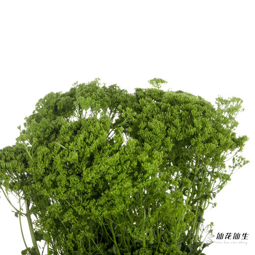 配花 | 夕雾绿色 商品图4