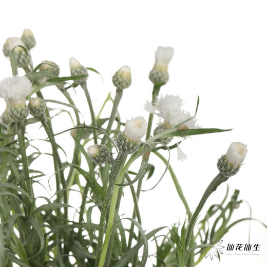 配花 | 矢车菊白色 商品图2