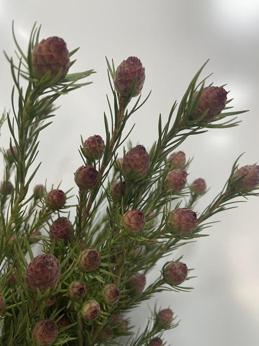 超常待机澳洲郁金香红果约910支扎