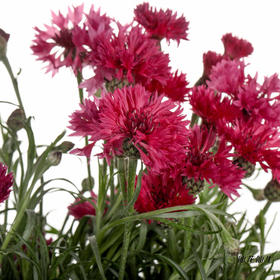 配花 | 矢车菊深粉色