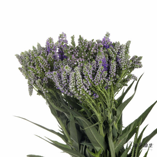 配花 | 多头鼠尾紫色 商品图3