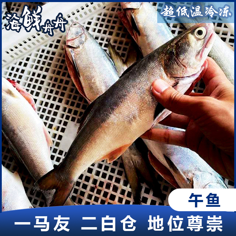 【野生】超低温 午鱼（马友鱼）500g/2-3条