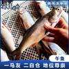 【野生】超低温 午鱼（马友鱼）500g/2-3条 商品缩略图0