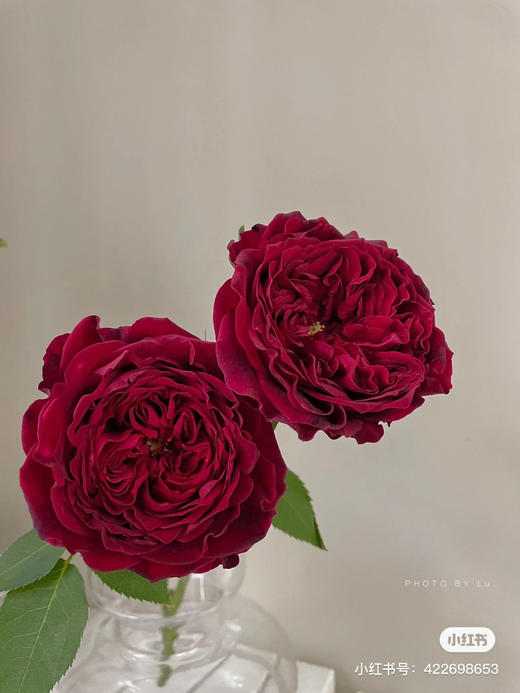 肯尼亚奥斯汀玫瑰Tess苔丝12支 商品图1