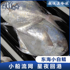 【野生】超低温 小号/中号 白鲳