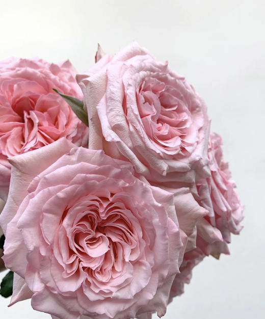 【拍市玫瑰】粉荔枝 10枝/扎  约60公分 商品图5