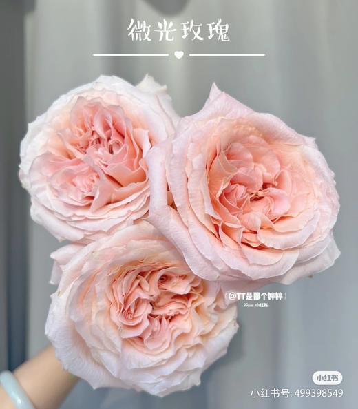 微光40公分 商品图1