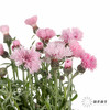 配花 | 矢车菊浅粉色 商品缩略图3