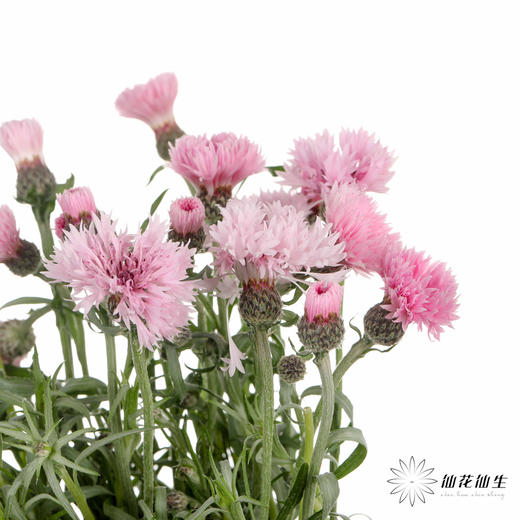 配花 | 矢车菊浅粉色 商品图3