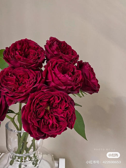 肯尼亚奥斯汀玫瑰Tess苔丝12支 商品图2