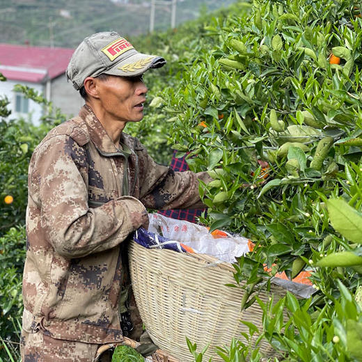 秭归【伦晚帝王橙】饱满多汁 香甜爽口 现摘现发 新鲜直达！ 商品图5