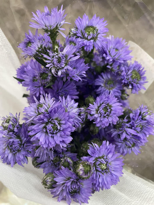 【每日福利】孔雀草  紫色 扎 商品图2