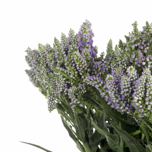 配花 | 多头鼠尾紫色 商品图2