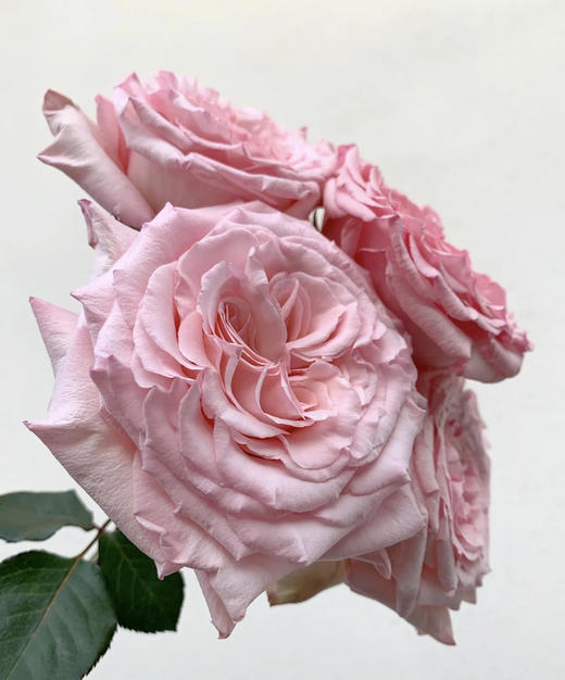 【拍市玫瑰】粉荔枝 10枝/扎  约60公分 商品图8