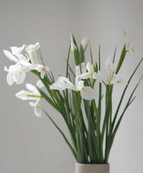 【国产】鸢尾-白色 约9-10支/扎