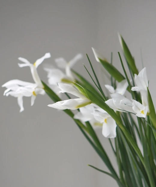 【国产】鸢尾-白色 约9-10支/扎 商品图1