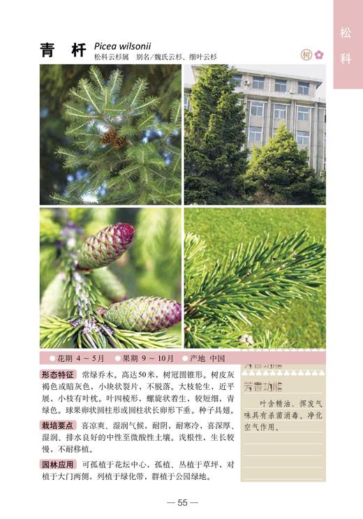 300种芳香植物识别图鉴【中国农业出版社官方正品】 商品图4