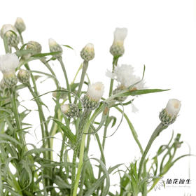 配花 | 矢车菊白色