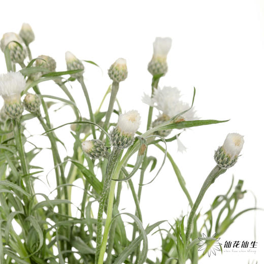 配花 | 矢车菊白色 商品图0