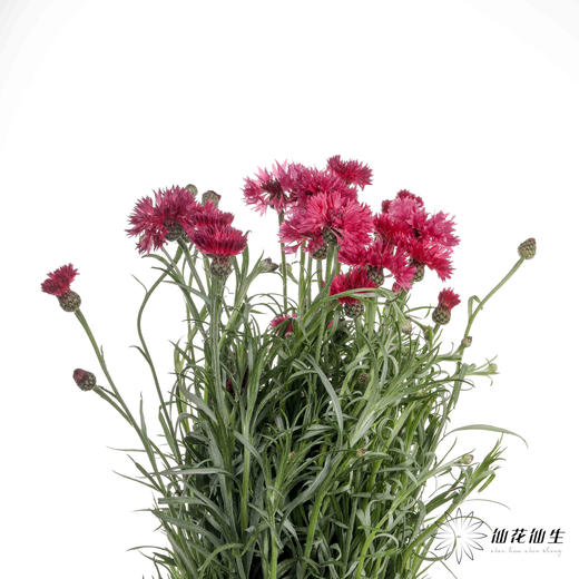 配花 | 矢车菊深粉色 商品图5