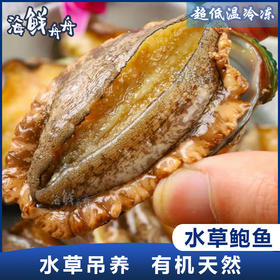 【养殖】超低温 10头/8头/7头/6头 水草吊养鲍鱼 10只/8只/7只/6只/500g
