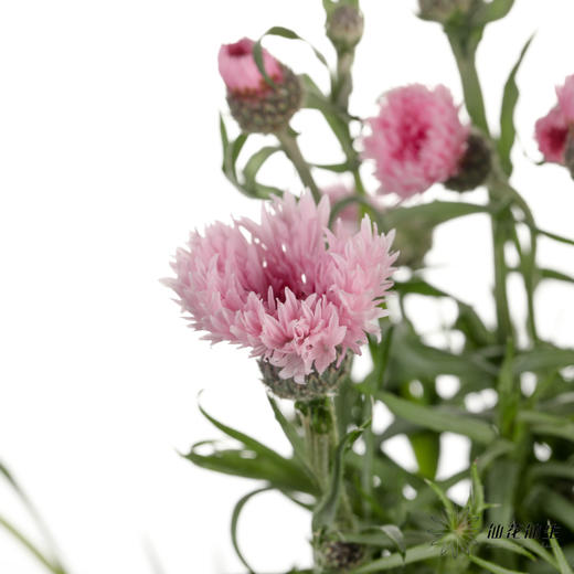 配花 | 矢车菊浅粉色 商品图1
