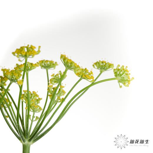 配花 | 茴香 商品图1