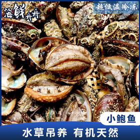 【养殖】超低温 水草小鲍鱼 约20个左右/500g