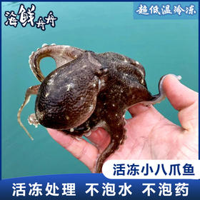 【野生】超低温 八爪鱼 章鱼（活冻去冰）400g/盒