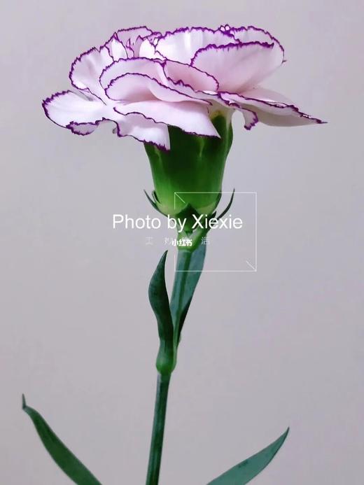 紫精灵康 商品图1