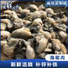 【野生】超低温 海蛎肉 200g/盒 商品缩略图0