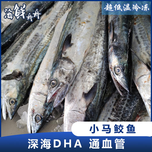 【野生】小马鲛鱼（净膛去除内脏后约550克-1000克/条） 商品图0