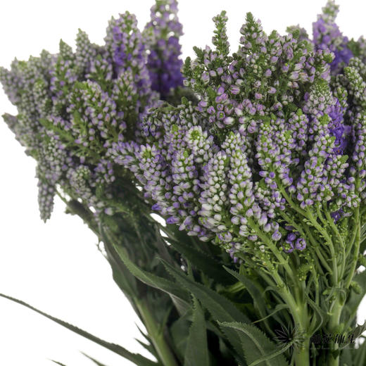 配花 | 多头鼠尾紫色 商品图1