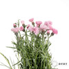 配花 | 矢车菊浅粉色 商品缩略图4