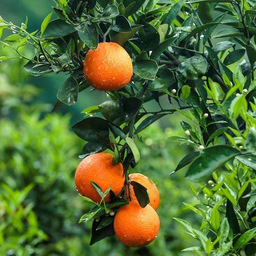 秭归【伦晚帝王橙】饱满多汁 香甜爽口 现摘现发 新鲜直达！ 商品图3