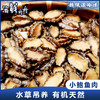 【水草养殖】超低温 去壳小鲍鱼肉 250g/盒 23头左右 商品缩略图0