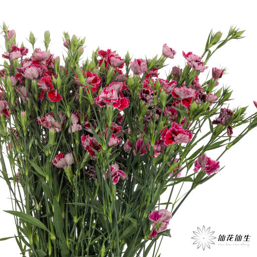 配花 | 重瓣相思梅红色 商品图3