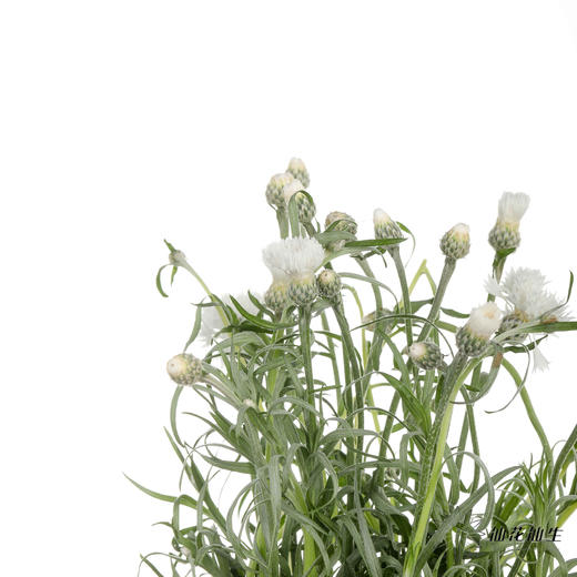 配花 | 矢车菊白色 商品图3