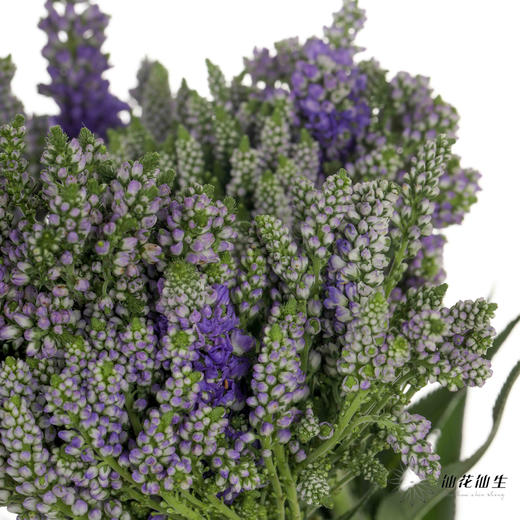 配花 | 多头鼠尾紫色 商品图0