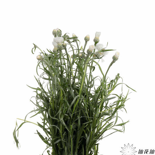 配花 | 矢车菊白色 商品图4