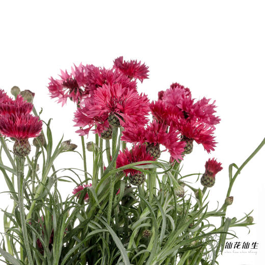 配花 | 矢车菊深粉色 商品图4