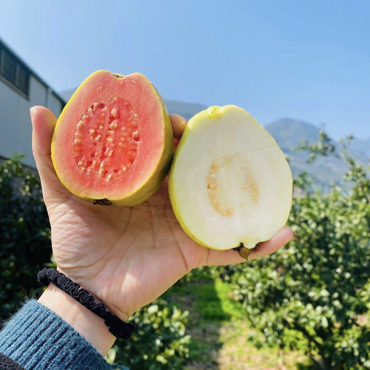 芭乐妹妹 奶油芭乐 净重4.5-5斤/箱