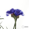 配花 | 矢车菊蓝色 商品缩略图1