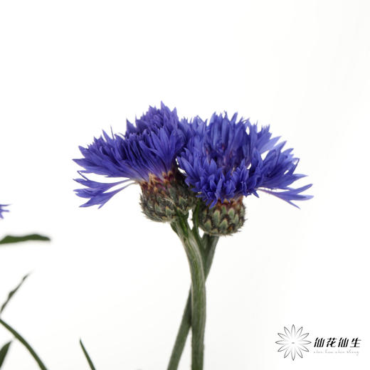 配花 | 矢车菊蓝色 商品图1