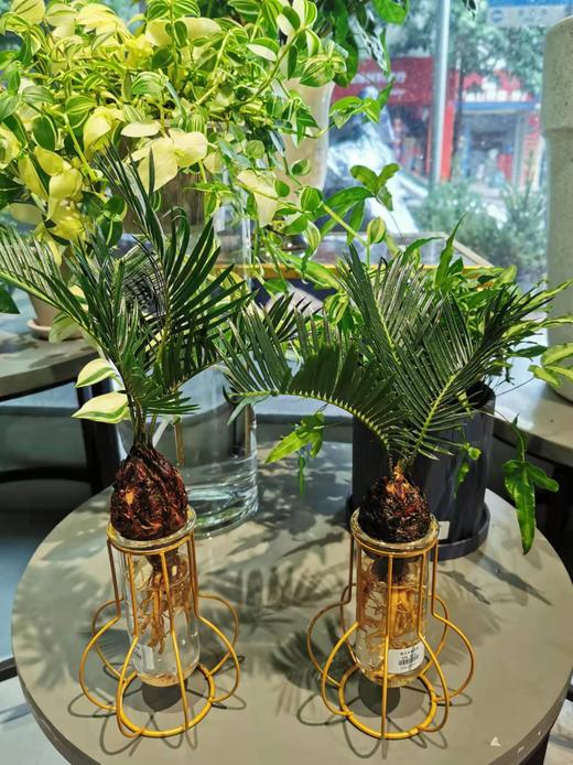 铁艺水培苏铁 商品图0