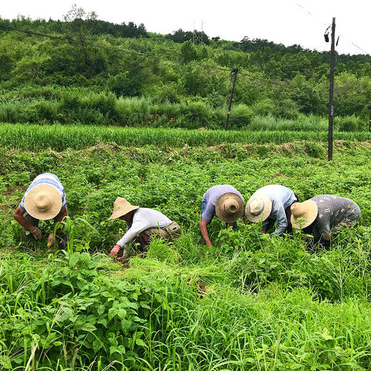 头层鲜腐竹  头层油皮制作  采用优质青豆  传统工艺   筋道嫩滑  鲜食发货  150g 豆制品 商品图7