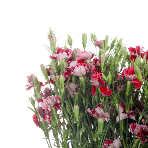 配花 | 重瓣相思梅红色 商品图4