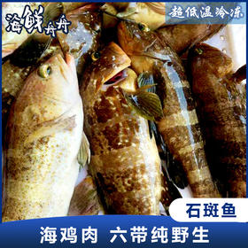 【野生】超低温  海钓活冻石斑鱼 300~500g/条