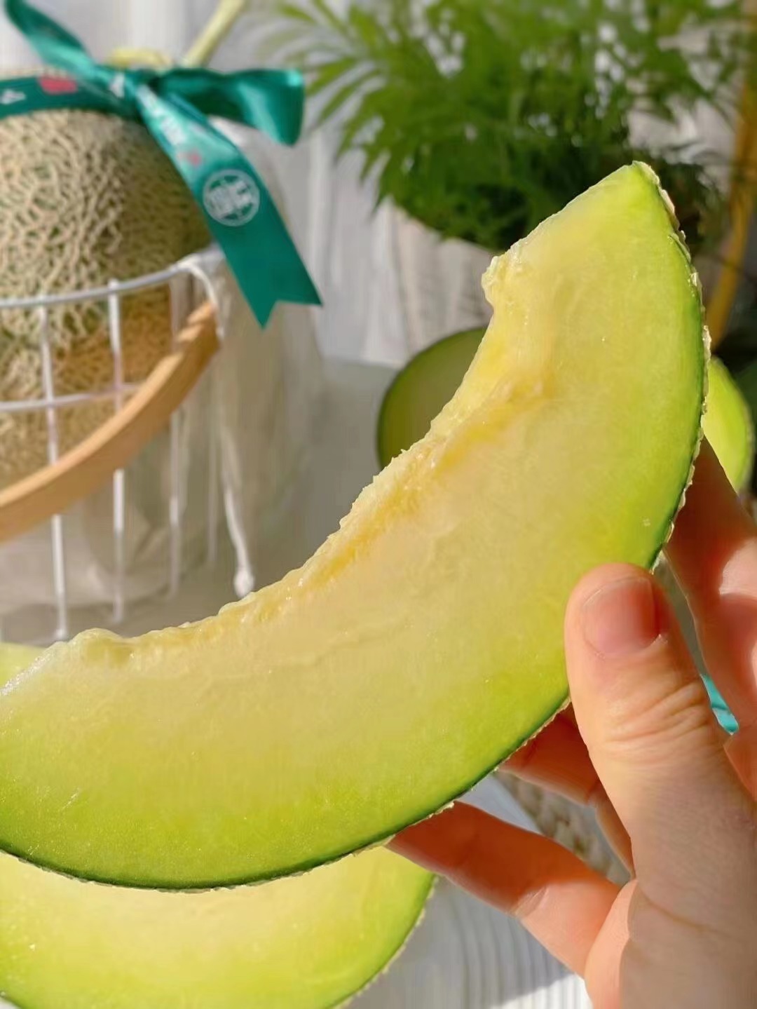 会员66颗牛三网纹蜜瓜玫珑瓜